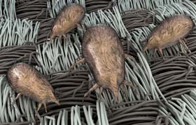 Sahuarita Carpet Cleaning Dust Mites